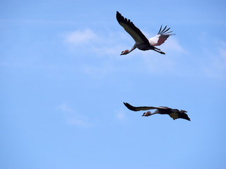 Flying crowned cranes