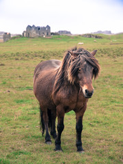 Icelandic horse on the meadow