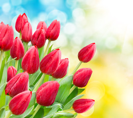 tulip flowers