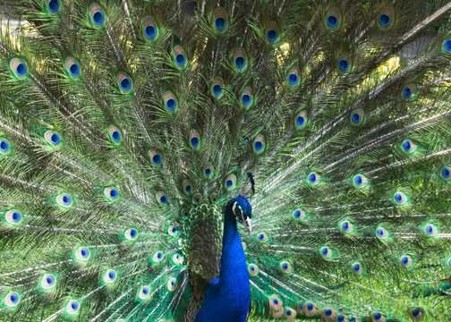 A beautiful peacock with colorful feathers.