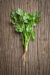 coriander