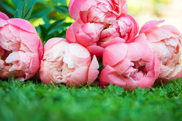 Bright Pink Peonies laying on the Lawn with space for text