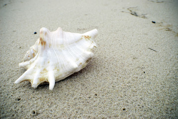single seashell on a sandy background