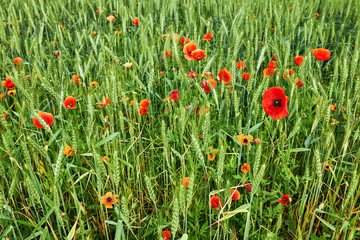 Field of poppies and wheat