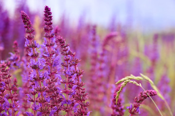 Sage flowers, Salvia officinalis