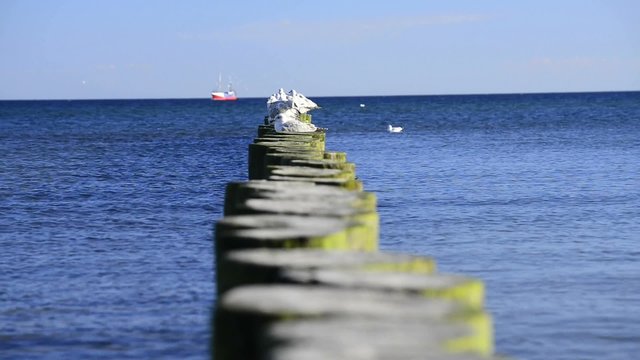  Buhnen am Ostseestrand in Stolpm&uuml;nde, Polen mit M&ouml;wen