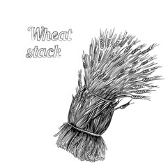 Bunch of wheat © Alunya Kot