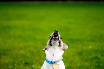 Dog in a park © mgstock