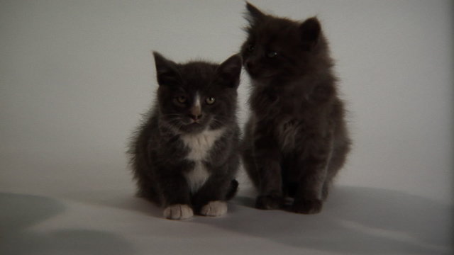 Tuxedo kitten and all black kitten being cute and fuzzy