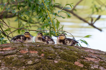 Ducklings