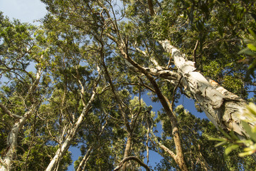 Looking up into a Forest Canopy