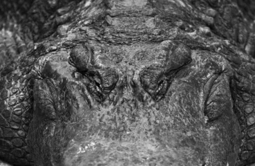 Papier Peint photo Crocodile Giant Alligator Face Close Up in Black and White