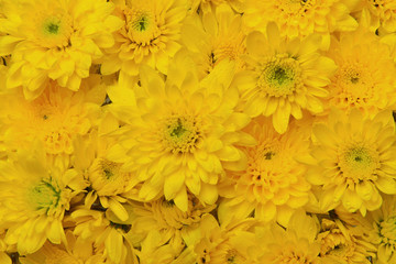 Fototapeta premium Yellow chrysanthemum