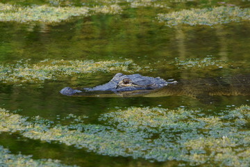 Alligator at Florida Swamp