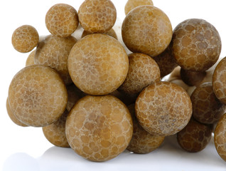 brown beech mushroom isolated on the white background