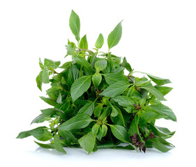 basil leaves isolated on the white background
