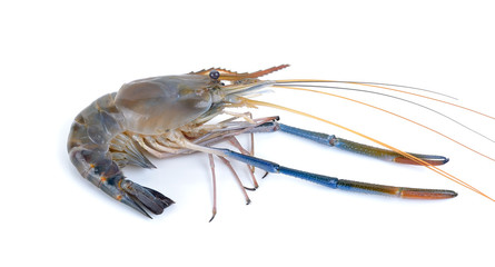 Fresh Shrimp isolated on the white background