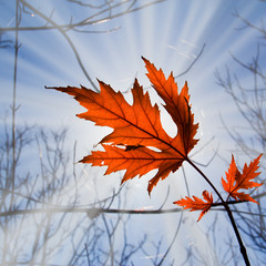 maple leaf red autumn tree sky