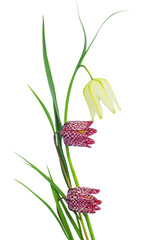 White fritillary and pale-red and claret colored fritillary isol