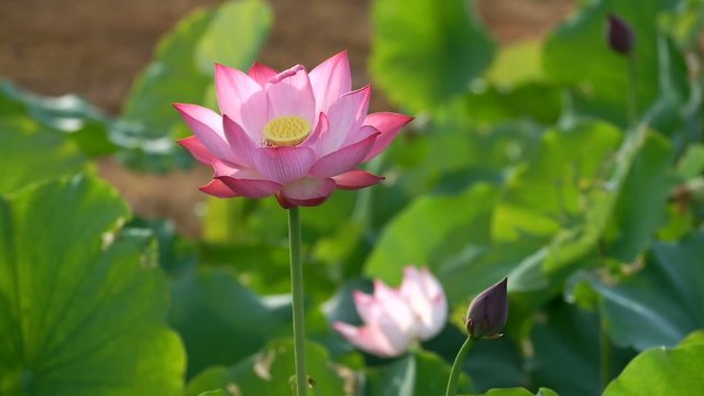 Lotus flower. Rosy lotus flower & seed head at a pond.