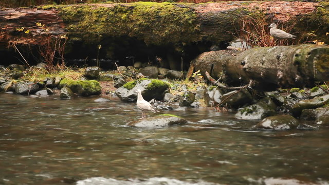 A Bird Is Startled By Splashing River Water.