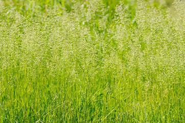 Summer flowering grass