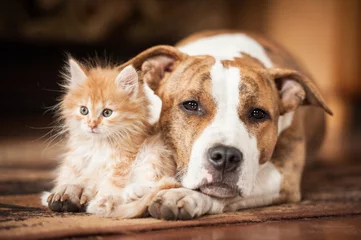 Photo sur Plexiglas Chien Chien américain staffordshire terrier avec petit chaton