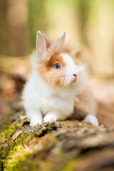 Little dwarf rabbit 