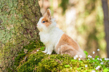 Little dwarf rabbit sitting on the hill
