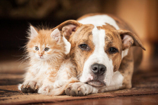 Fototapeta American staffordshire terrier dog with little kitten