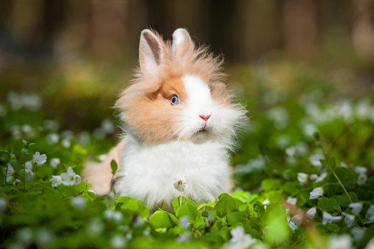 Little dwarf rabbit sitting in flowers