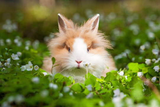 Little dwarf rabbit sitting in flowers