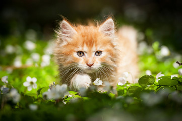 Little red kitten walking in flowers