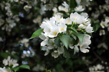 яблоневый цвет