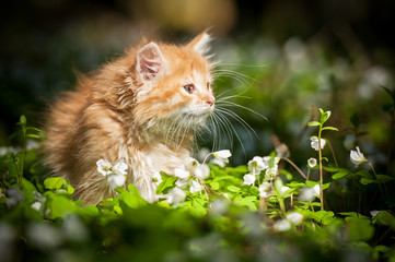 Little red kitten sitting in flowers