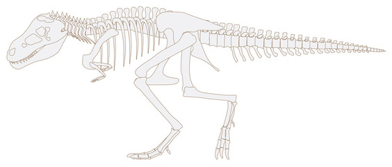 Fototapeta premium Tyrannosaurus rex dinosaur fossil graphic design in isolated bac