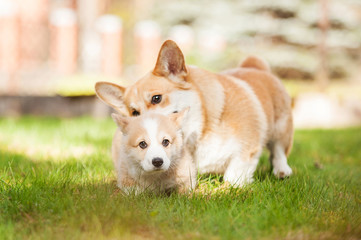 Pembroke welsh corgi mother playing with its puppy