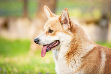 Portrait of pembroke welsh corgi 