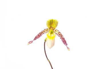 Paphiopedilum orchids