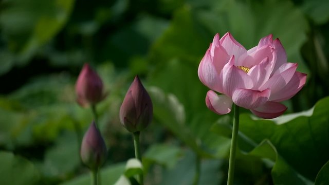 Lotus flowers. Rosy lotus flower & seed head at a pond.