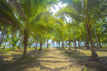 Obraz premium Coconut palm trees plantation in Thailand