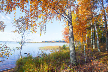 Autumnal Park. Autumn Trees and lake