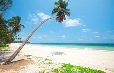 beautiful beach with coconut palm