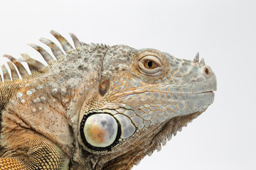 Closeup Green Iguana on White Background