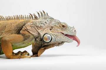 Fototapeta premium Closeup Green Iguana showing Tongue on White