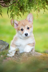 Pembroke welsh corgi puppy on the walk in the yard © Rita Kochmarjova