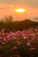 Fototapeta premium Cosmos flowers in purple, white, pink and red, is beautiful suns