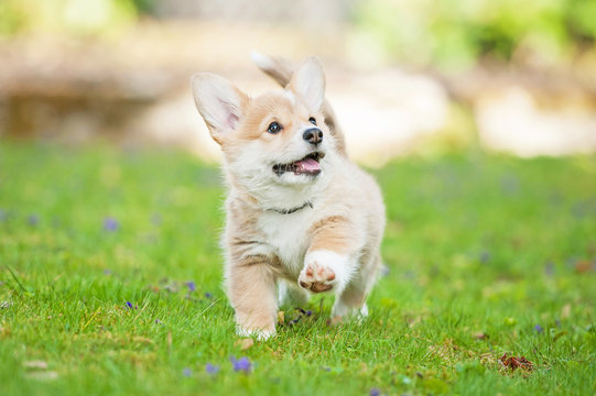 Pembroke welsh corgi puppy running - Powered by Adobe