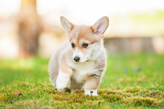 Pembroke welsh corgi puppy with funny face