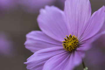 Obraz premium Mauve Cosmos Flower